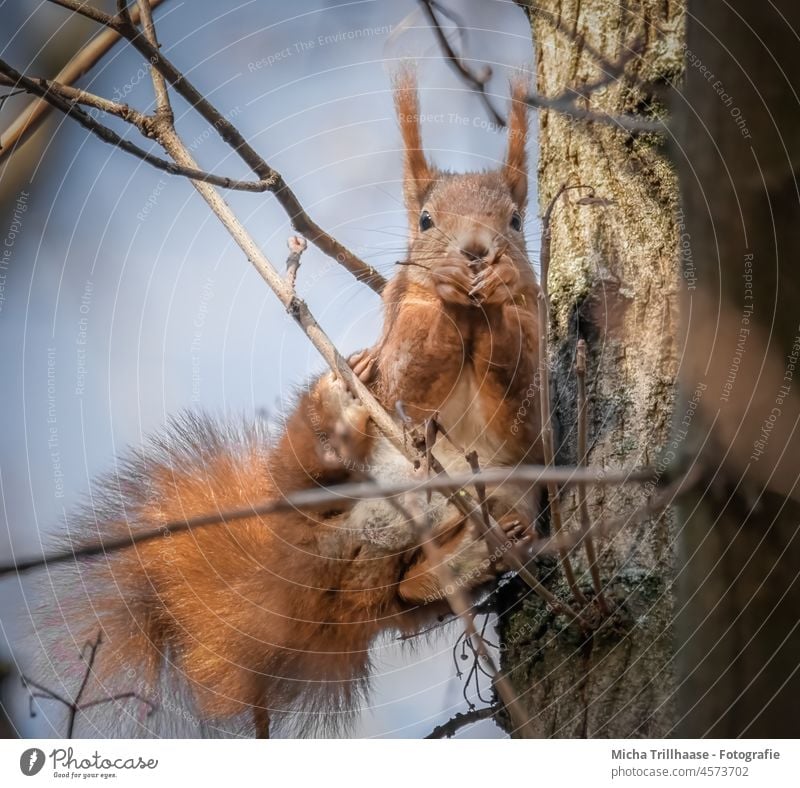 Fressendes Eichhörnchen im Baum Sciurus vulgaris Tiergesicht Kopf Auge Nase Ohr Maul Schwanz Pfoten Krallen Fell Nagetiere fressen knabbern Nahrung Ernährung