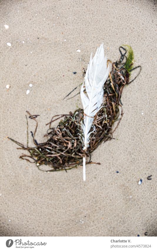 An den Sand gefesselt | von einem wirren Haufen Seegras | Du schwebst nie mehr, weiße Feder Knäuel Seegrasknäuel Strand Natur Stillleben Außenaufnahme