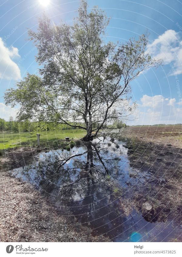 einsame Birke im Moor mit Spiegelung in einem Moortümpel Baum Moorlandschaft Tümpel Moorsee schönes Wetter Sonnenschein Licht Schatten Frühling Natur