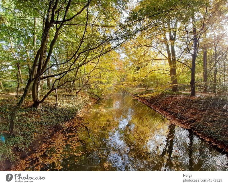 noch mehr Herbstleuchten - herbstlich gefärbte Bäume am Fluss mit Spiegelung Herbstfärbung Wasser Flussufer Baum Laub Laubfärbung Sonnenlicht Licht Schatten