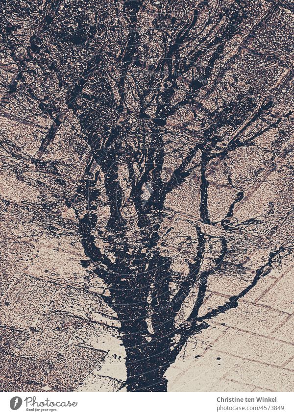 Ein Baum mit kahlen Ästen spiegelt sich in einer Pfütze Spiegelung Pfützenspiegelung kahler Baum Pflastersteine Pflasterung nach dem Regen trist