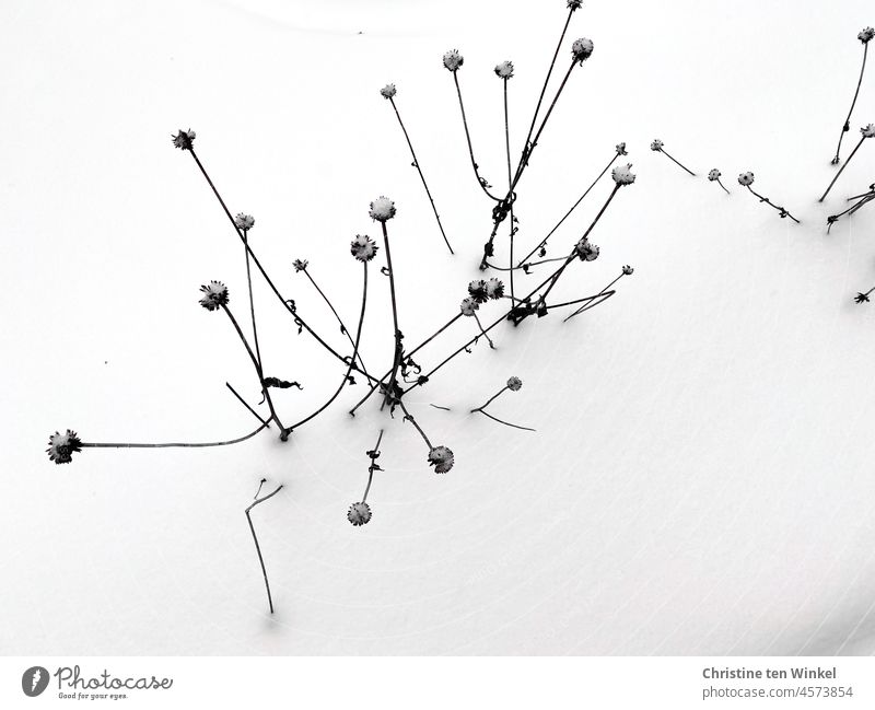 Die vertrockneten Reste einer Blütenstaude ragen aus der geschlossenen Schneedecke. Blick aus der Vogelperspektive. Blütenstengel Staude Vergänglichkeit Winter