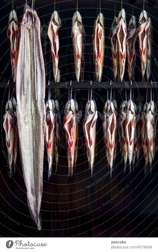 schlaraffenland | räucherfisch satt räuchern Räucherfisch Delikatesse viele Räucherschrank Schrank Feuer Rauch Buchenholz lecker Ernährung hängen Forelle Aal