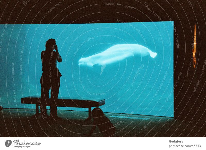 Beluga boy Kanada Wal Aquarium Unterwasseraufnahme blau