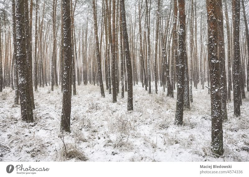 Bild eines Winterwaldes bei starkem Schneefall. Wald Landschaft Baum Frost weiß Natur schön kalt Schneesturm malerisch frostig gefroren Szene Tag Wetter Saison
