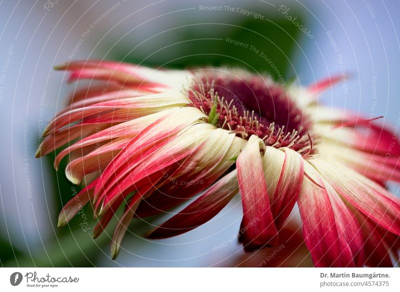 Gerbera, Blütenstand, Wildform aus Südafrika Korbblütler Blume Pflanze Wildpflanze mehrjährig Staude Asteraceae Compositae