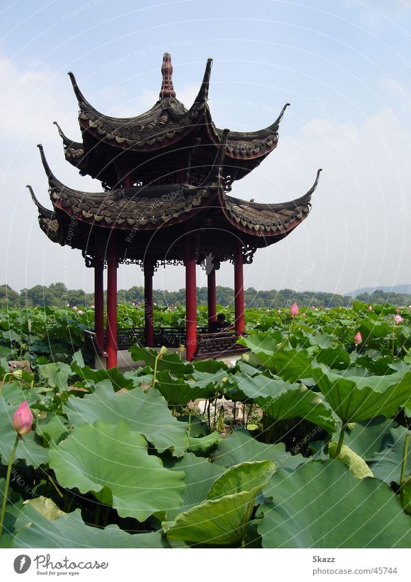Pavillon im Lotusmeer China ruhig harmonisch Erfolg Natur Lotos Idylle