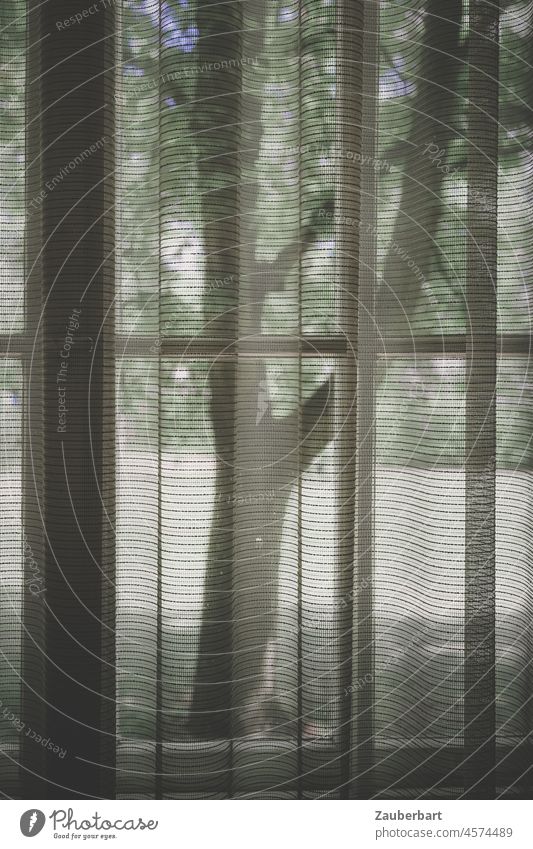 Baum steht vor einem mit Gardine verhangenen Fenster Wellen Streifen Schatten Licht Vorhang Stoff Falten Faltenwurf Textilien schattig Sichtschutz Sonnenlicht