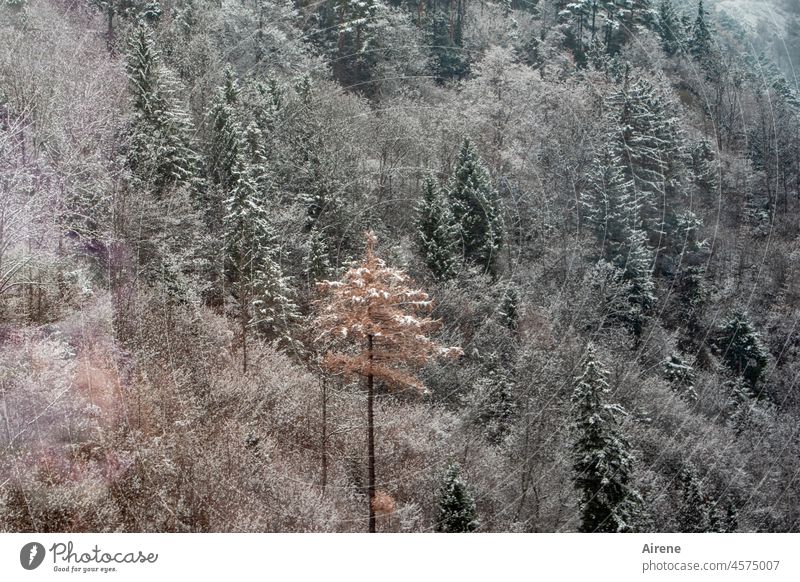 der Individualist Bergwald Winter Schnee Tannen Tannenwald Nadelbaum Nadelwald Lärche verschneit winterlich Abhang Alpen Tirol rot grün weiß hoch Stamm steil