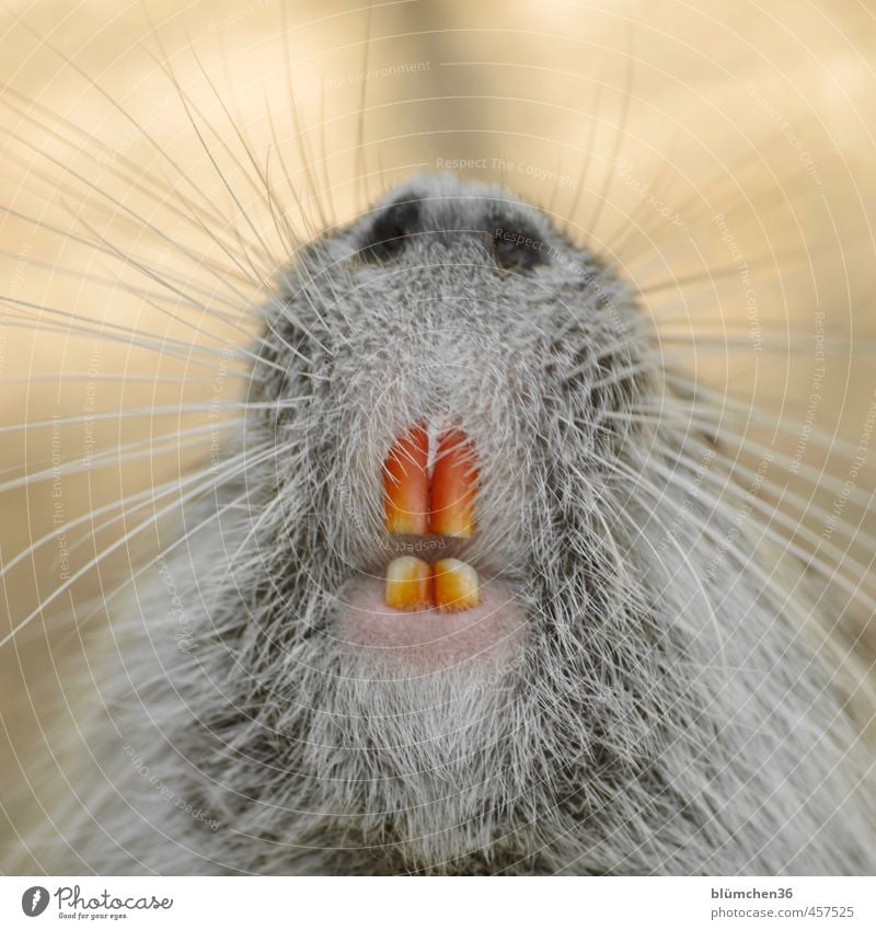 schwarzweissgrau | schlechter Zahnarzt Tier Wildtier Biberratte Säugetier Nagetiere beobachten Fressen füttern außergewöhnlich frech Freundlichkeit lustig