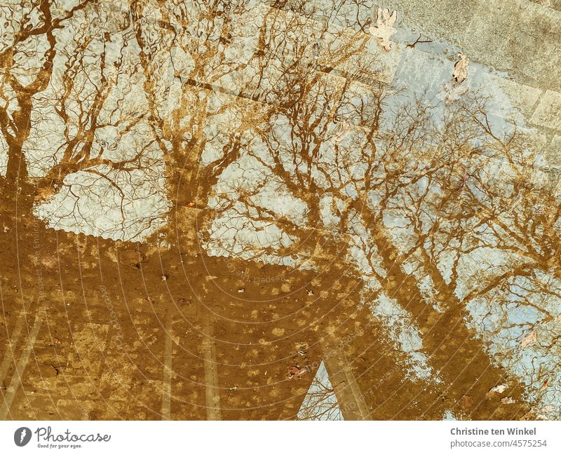 surreal | kahle Bäume und ein Gebäude mit großen Fenstern spiegeln sich in einer Pfütze Pfützenspiegelung Spiegelung Reflexion & Spiegelung Wasser Winter Herbst
