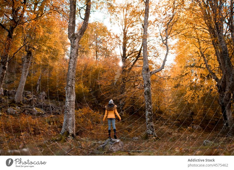 Weibliche Rucksacktouristin beim Wandern im Herbstwald Frau Wanderer Natur Wälder Trekking Wald wandern Waldgebiet Baum reisen erkunden Kofferraum Ausflug