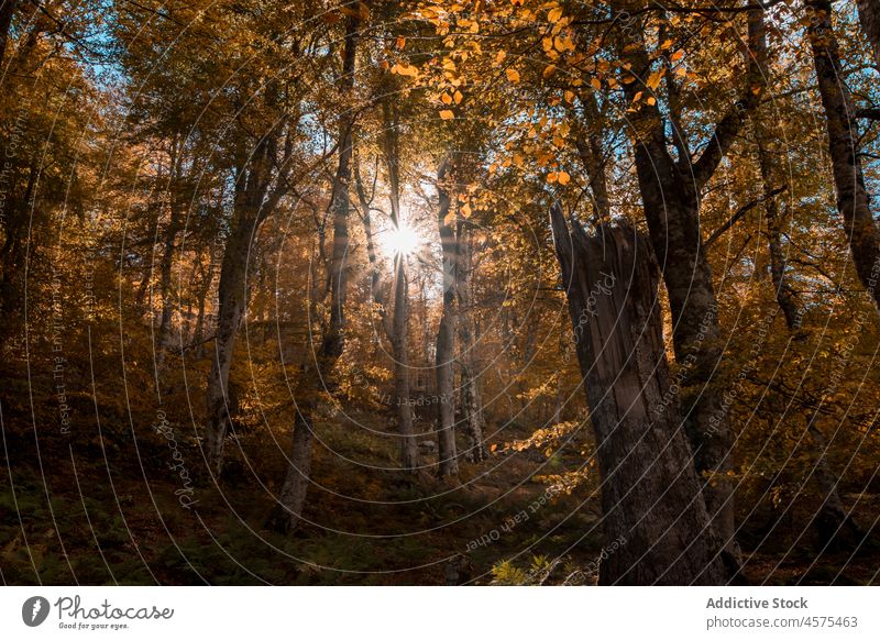 Wald mit strahlender Sonne im Herbst Natur Wurmfarn Blatt Waldgebiet Sonnenschein Baum Wälder fallen Gras grün malerisch Spanien friedlich Kantabrien Dickicht