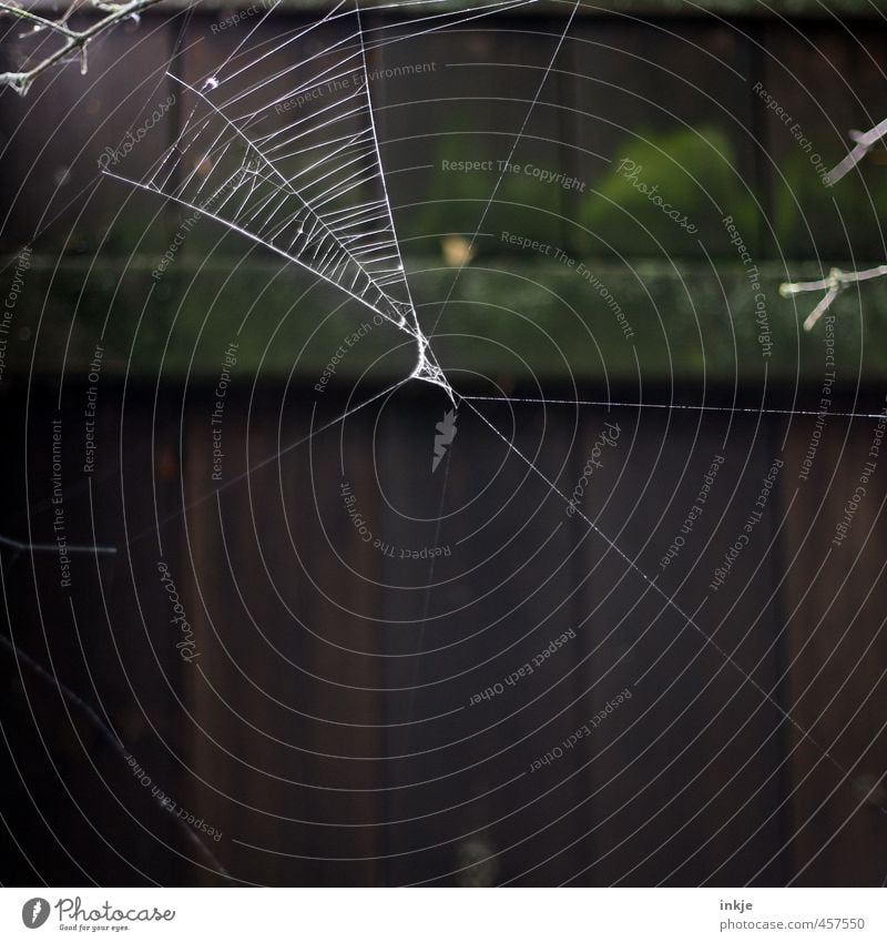 9:52 Uhr morgens Garten Menschenleer Zaun Spinnennetz Spinngewebe Netz Netzwerk hängen dunkel dünn Ekel kaputt natürlich fleißig Ausdauer standhaft Beginn