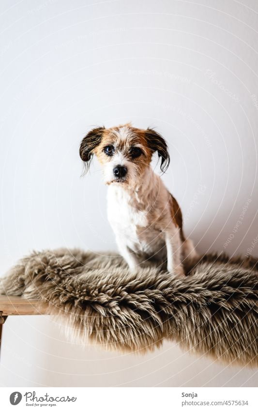 Ein kleiner Terrier Hund sitzt auf einem braunen Lammfell und blickt in die Kamera Haustier Tier sitzen sehen gemütlich Hygge Winter Jack-Russell-Terrier