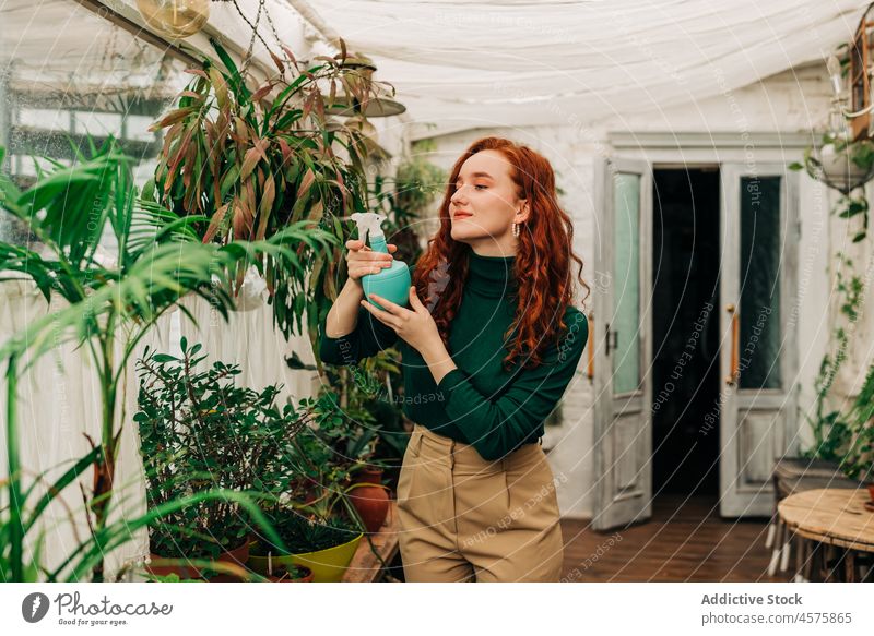 Frau besprüht Topfpflanzen mit Wasser Spray Pflege Pflanze Botanik Laubwerk kultivieren Prozess vegetieren Blatt Haus Hobby Wachstum dekorativ Flasche heimwärts