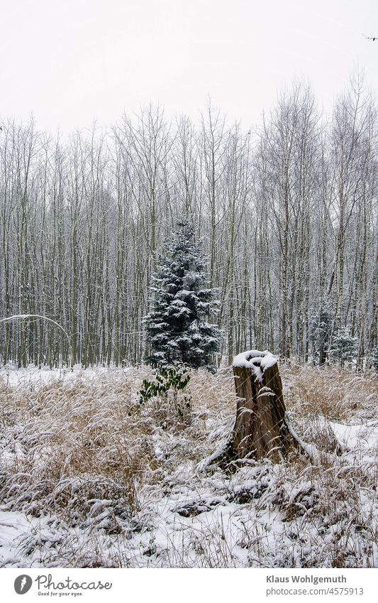 Gut gewachsene Fichte, steht verschneit mit einem Baumstumpf auf einer Waldlichtung, vor einer Eichenschonung Winter Schnee Schonung kalt Farbfoto Gras hübsch