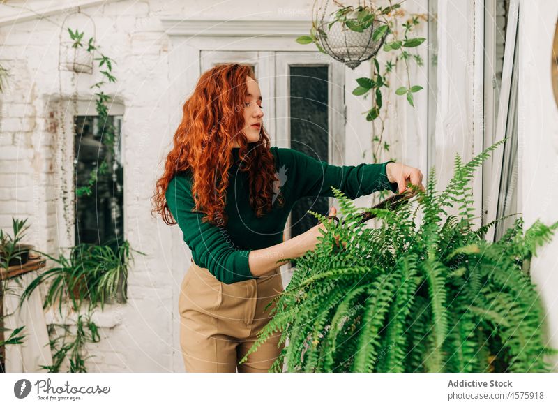 Frau schneidet Blatt eines Farns zu Hause Pflanze Schere Pflege Ast Wurmfarn Zimmerpflanze Garten Hobby Laubwerk wachsen eingetopft ernst Ingwerhaar Wachstum