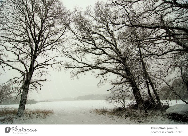 Schneebedeckte Wiese bei trübem Wetter, mit verschneiten Bäumen im Vordergrund Winter Winterstimmung Wintertag Winterlandschaft Ast Baum Baumstamm Baumrinde