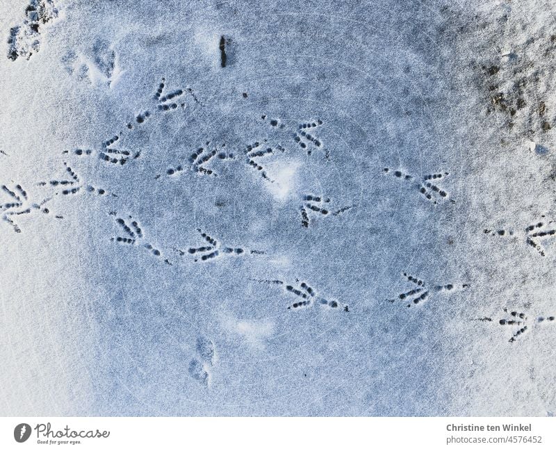 Begegnungen im Schnee Spuren im Schnee Vogelspuren Fährte Schneespur Winter kalt weiß Menschenleer Kontrast Natur Schneedecke Tierspuren Winterstimmung
