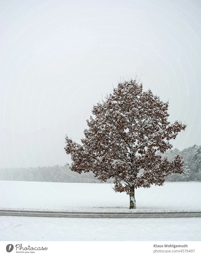 Schneebedeckte Eiche mit braunem Herbstlaub am Straßenrand Winter Winterstimmung Schneelandschaft Eichenlaub Einsamkeit Waldrand Nebelstimmung trübes Wetter