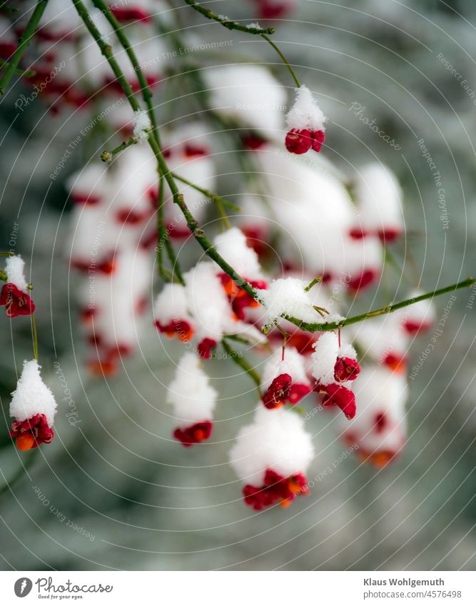 Früchte vom Pfaffenhütchen an grünen Zweigen leuchten rot und orange unter Schneehäubchen hervor Winter Winterstimmung schneebedeckt Strauchwerk Außenaufnahme