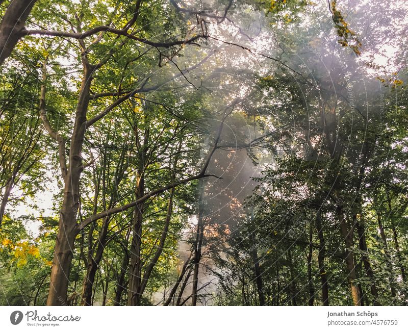 dunkler Rauch im Wald Klimakrise Übermut Hochmut Verantwortung Emission Klimawandel Umweltschaden Außenaufnahme Umweltverschmutzung CO2-Ausstoß Himmel