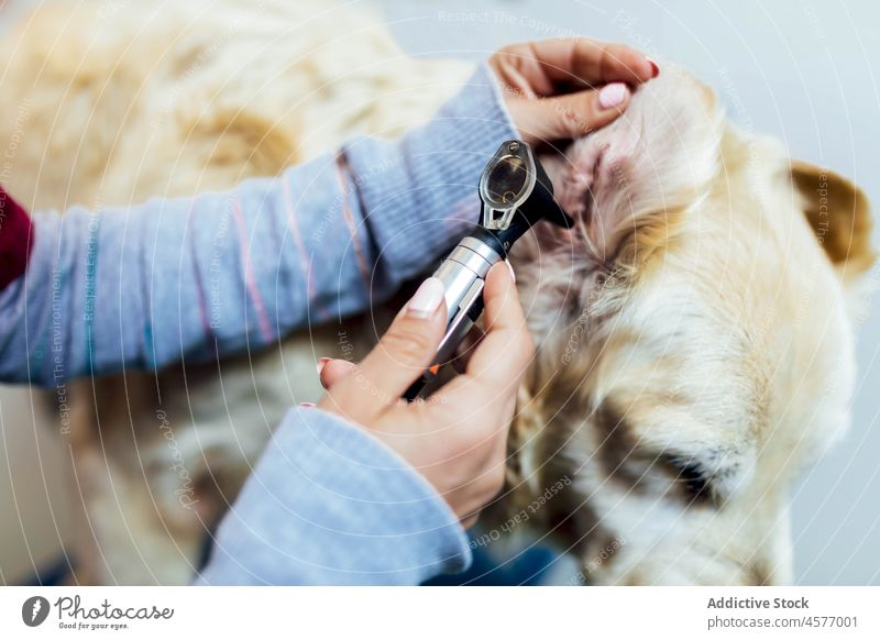 Anonymer Tierarzt, der das Ohr eines Hundes mit einem Otoskop untersucht Veterinär Golden Retriever Verfahren untersuchen prüfen inspizieren Klinik Haustier