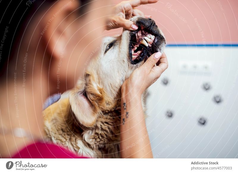 Tierarzt kontrolliert Zähne eines Hundes Veterinär Golden Retriever untersuchen prüfen Klinik Verfahren Haustier Frau Eckzahn Säugetier Uniform Reinrassig