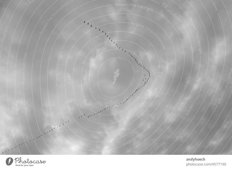 Vogelschwarm, der als Pfeilspitze nach rechts fliegt Air Tier Hintergrund Schnabel schön Vögel Vogelbeobachtung schwarz schwarz auf weiß bw Wolken Umwelt Europa
