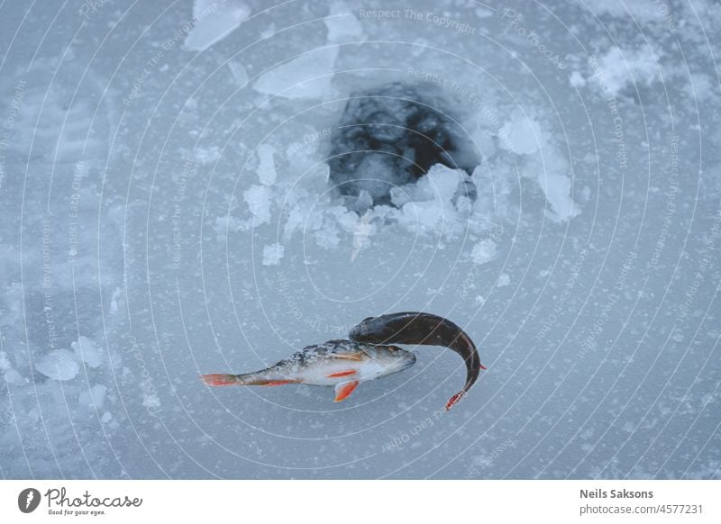 Flussbarsch auf dem Eis. Winter-Eisfischen. Winkel Angler Angeln Tier Hintergrund Köder Biss fangen kalt extrem Flosse Fisch Fischer Fischen Lebensmittel