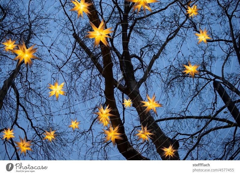 Leuchtende Weihnachtsstern Dekoration in kahlen Bäumen vor dunkelblauem Nachthimel Stern Weihnachten & Advent leuchten Weihnachtsdekoration Stern (Symbol)