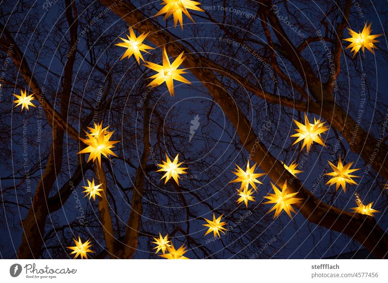 Leuchtende Weihnachtsstern Dekoration in kahlen Bäumen vor dunkelblauem Nachthimel Stern Weihnachten & Advent leuchten Weihnachtsdekoration Stern (Symbol)