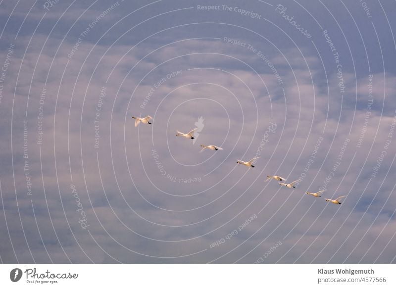 Zwergschwäne fliegen vor leicht bewölktem Himmel in Formation, zwei von ihnen haben Halsringe Zwergschwan Wolken bewölkter himmel Formationsflug Wildvögel