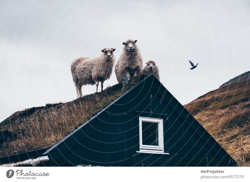 Färöer Inseln: Schafe auf einem Hausdach blicken in die Kamera Gelände Berghang schroff abweisend kalte jahreszeit Dänemark Naturerlebnis Abenteuer majestätisch