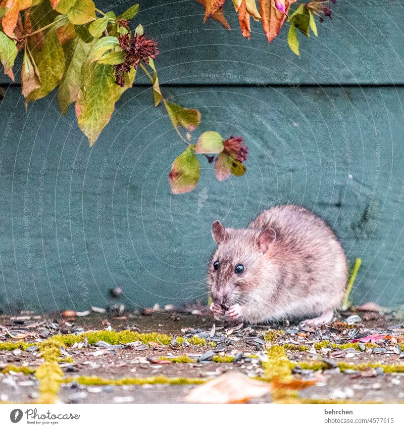 tierliebe | manchmal erst auf den zweiten blick Maus Ratte Nagetiere Natur Wildtier klein frech Menschenleer Tierporträt Tiergesicht Außenaufnahme Neugier