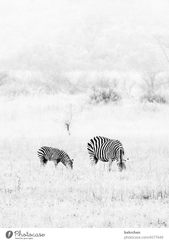 surreal | zebras im schnee beobachten Tierfamilie beeindruckend besonders Einsamkeit gestreift Kontrast Ferien & Urlaub & Reisen Tourismus Ausflug Landschaft