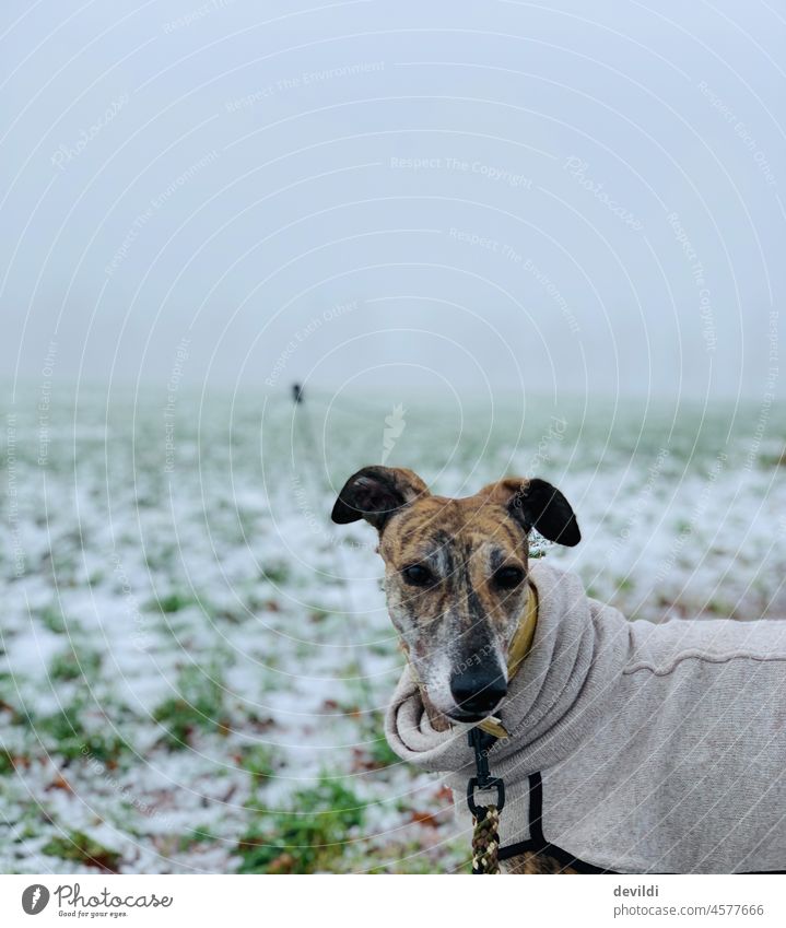 Galgo im Winter Windhund Hund Hundeblick tierportrait Säugetier Haustier bester Freund Feld Schnee schneebedeckt feldweg Herbst Nebel Nebelstimmung Whippet