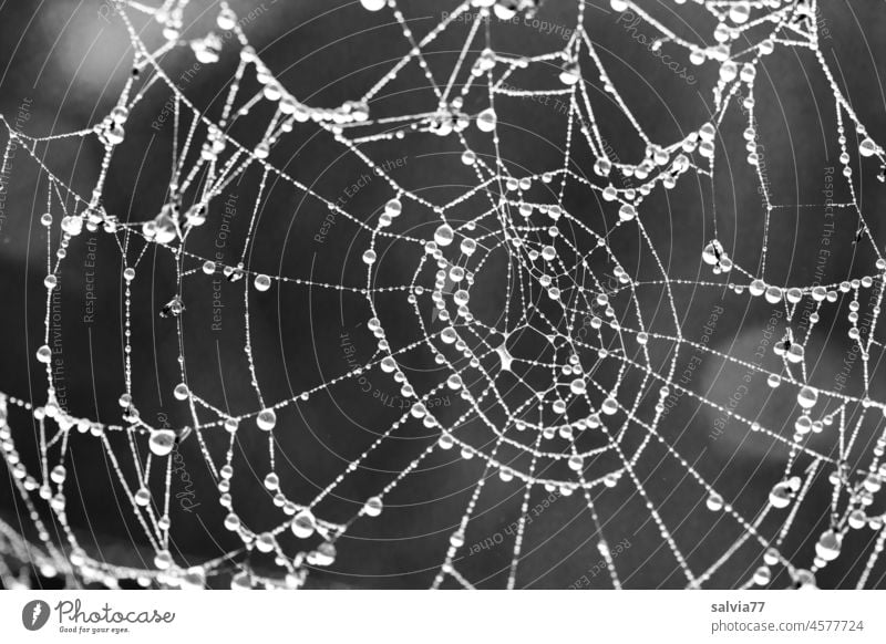 Spinnennetz mit Tautropfen Tropfen Wassertropfen Netz Makroaufnahme Netzwerk nass natürlich Morgen Nahaufnahme Natur Schwache Tiefenschärfe Menschenleer feucht