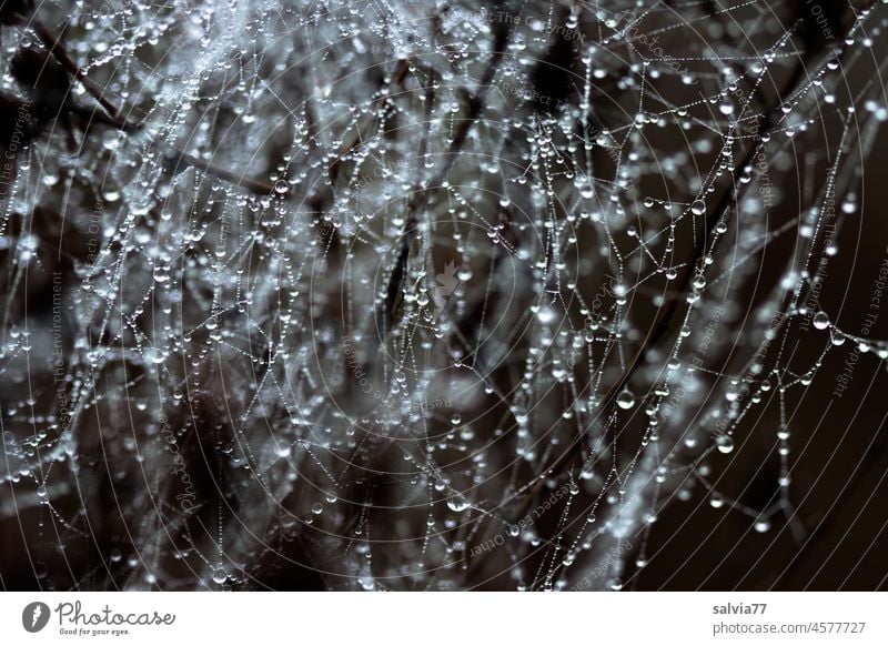 Die Schönheit im Auge des Betrachters | Netzwerk mit Tröpfchen Spinnennetz Tropfen Wassertropfen Tau Nahaufnahme Schwache Tiefenschärfe natürlich nass