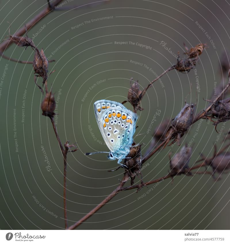 kleiner Bläuling, deine Tage sind gezählt, der Herbst naht Insekt Schmetterling Tier Natur Makroaufnahme 1 Tierporträt Leichtigkeit Flügel Farbfoto Pflanze