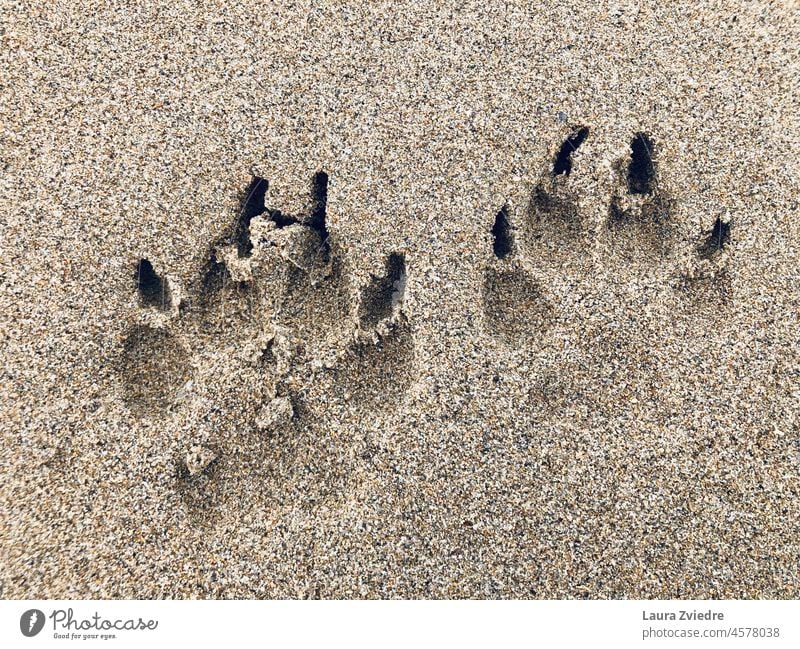 Lasst uns am Strand mit dem Hund spazieren gehen Sand Pfotenabdruck Hundepfoten Tier Hundeauslauf Strandspaziergang Haustier Hundeausführen Gassi gehen Natur