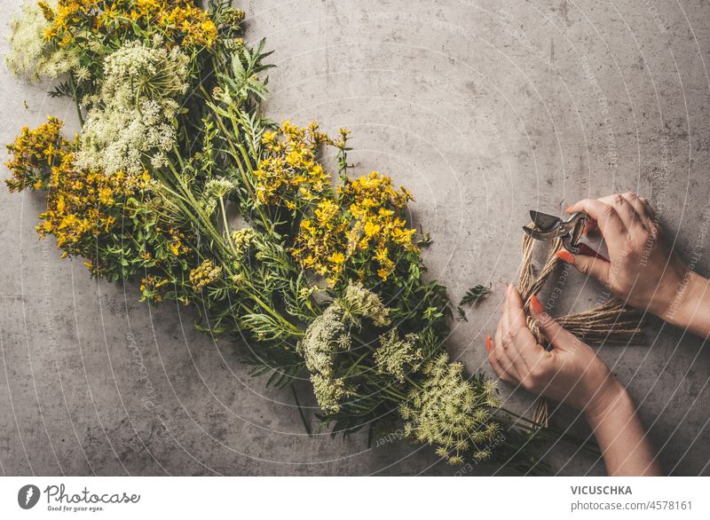 Frau Hände mit Gartenarbeit Schere Vorbereitung verschiedener Heilkräuter mit gelben Blütenblättern für die Lagerung. Kräuterblüten auf grauem Betonhintergrund. Ansicht von oben.