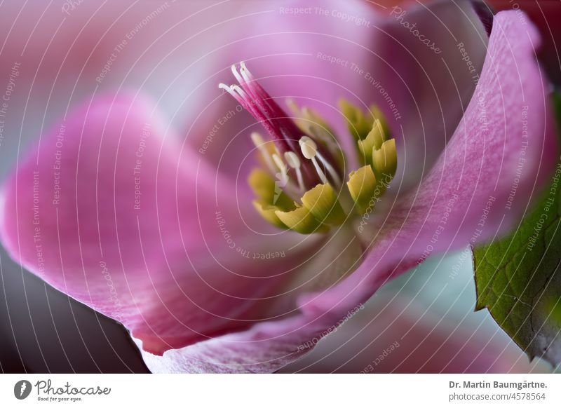 Helleborus purpurascens,  Purpurnieswurz, als Hahnenfußgewächs schön giftig Hahnenfußgewächse Ranunculaceae Blüte Winterblüher Blume Staude Nieswurz Lenzrose