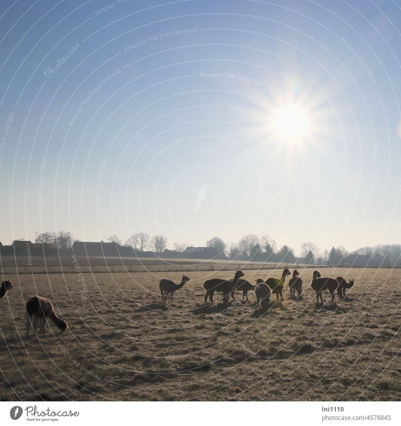 Alpaka Herde grast bei Sonnenschein auf einer mit Raureif überzogenen Wiese Landwirtschaft Nutztiere Tiere Tierhaltung Gruppe robust Wolllieferant Winter