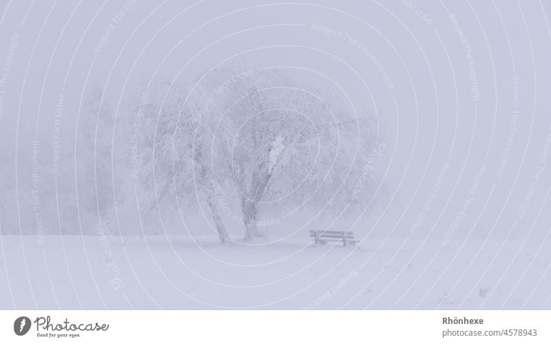 minimalistischer Baum mit Bank im Nebel und Schnee neblig Landschaft Nebelstimmung Menschenleer Nebelschleier Umwelt Außenaufnahme Stimmung Natur Winter
