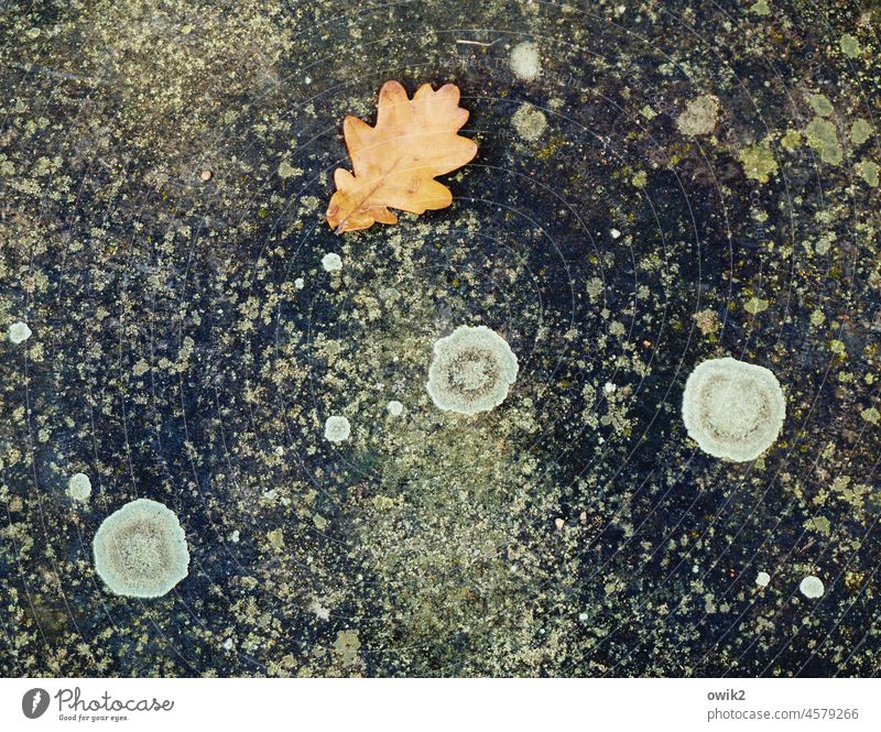 Friedliche Koexistenz Blatt Herbst Natur braun wild Eichenblatt Detailaufnahme Nahaufnahme Farbfoto Menschenleer Tag natürlich unten abstrakt
