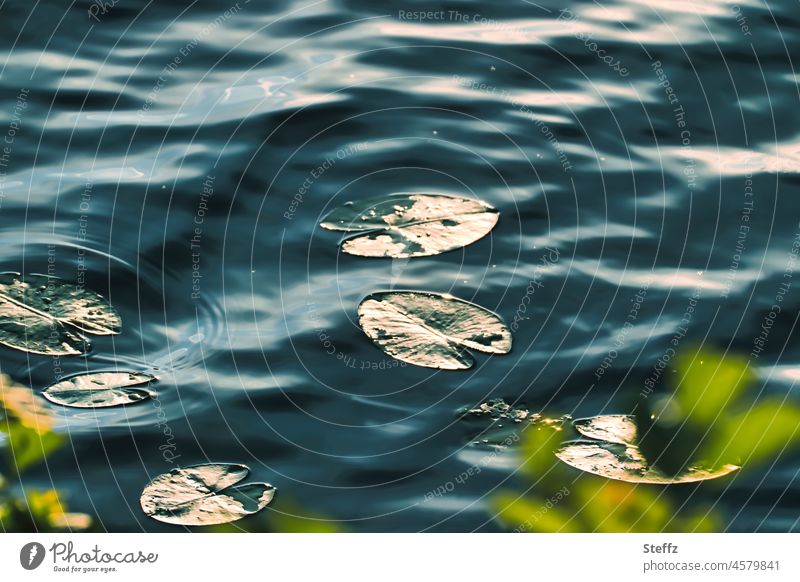 Sonnenlicht vergoldet | schwimmende Seerosenblätter | flüchtiger Moment Seerosenteich Teich Reflexion Ruhe Wasser Wasserpflanzen lichtvoll Lichtschein sonnig