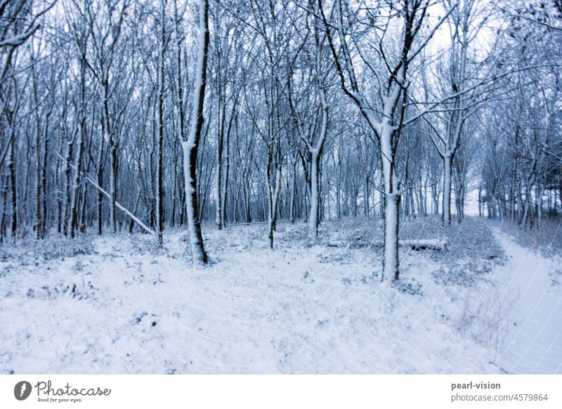 Bäume im Schnee im Freien eisig Winterlandschaft verschneite kalt Natur Landschaft weiß gefroren Wald schön