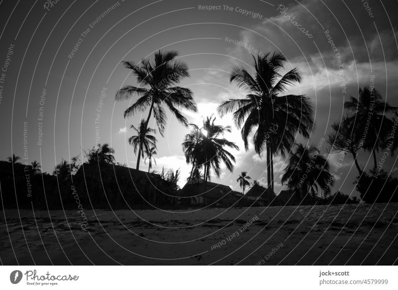 Schlaraffenland am Strand s/w Kenia Palme Gegenlicht Ferien & Urlaub & Reisen Sonnenuntergang Silhouette Ferne Himmel Schönes Wetter Monochrom Sonnenlicht